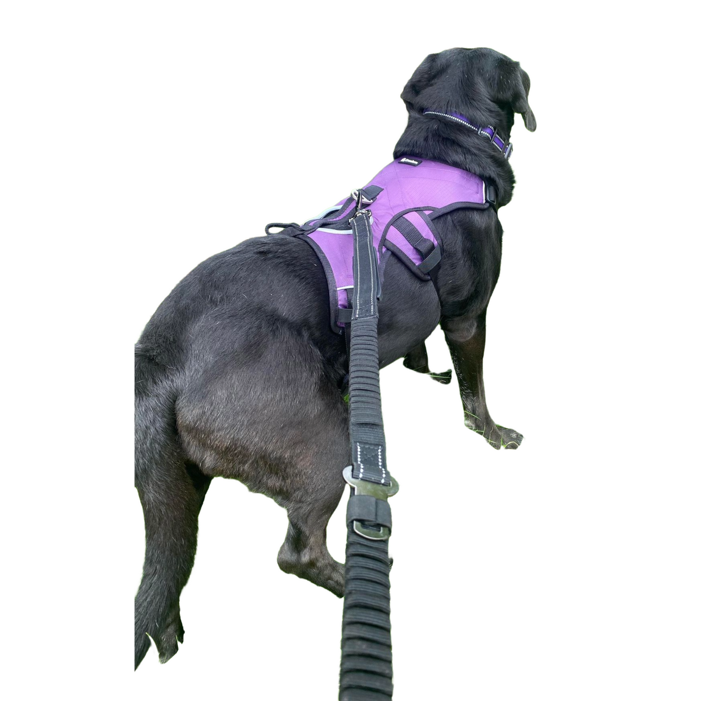 A.A.A. Bungee Lead with Seat Belt Clip