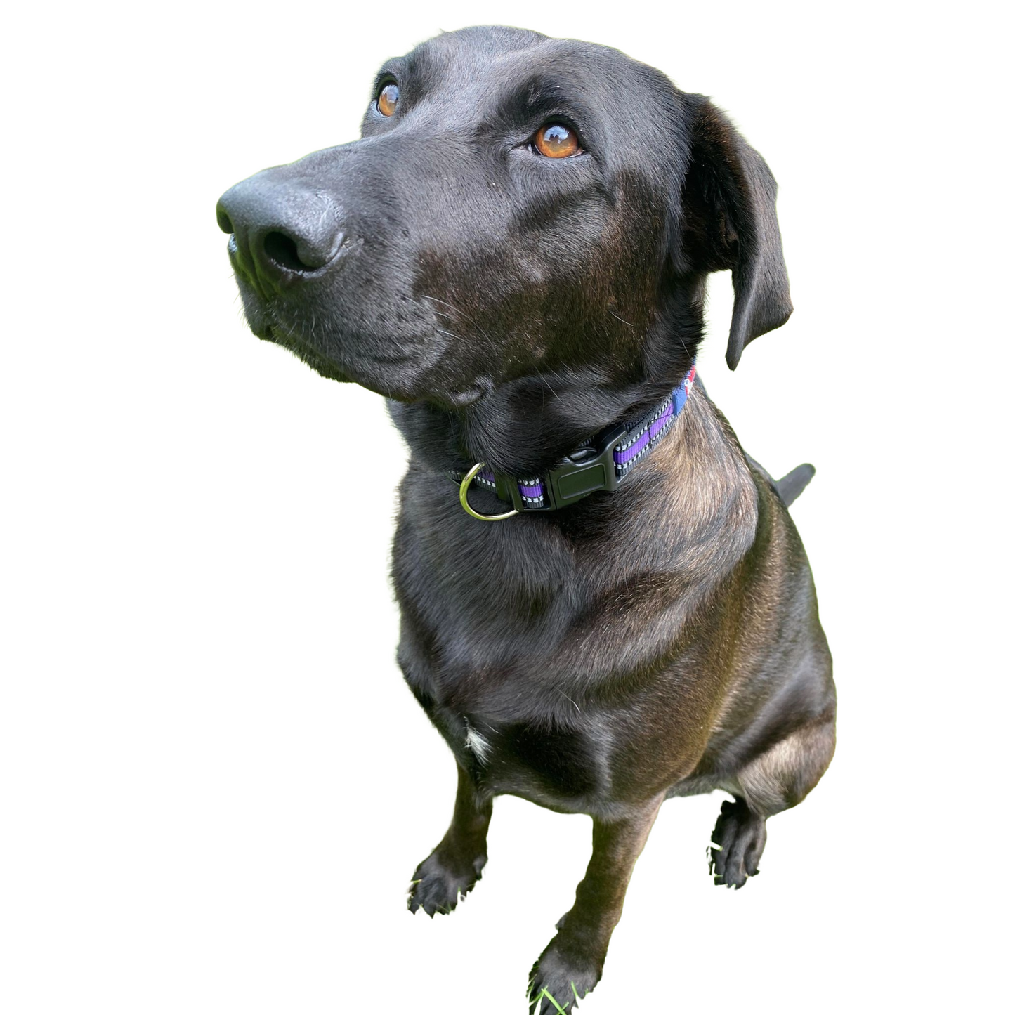 A.A.A. Purple and Black Collar