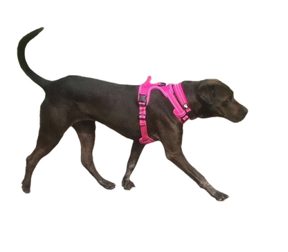 Truelove Butterfly Y Shaped Harness (Standard).