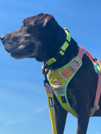 Dog Harness Butterfly style Premium  -New Edition