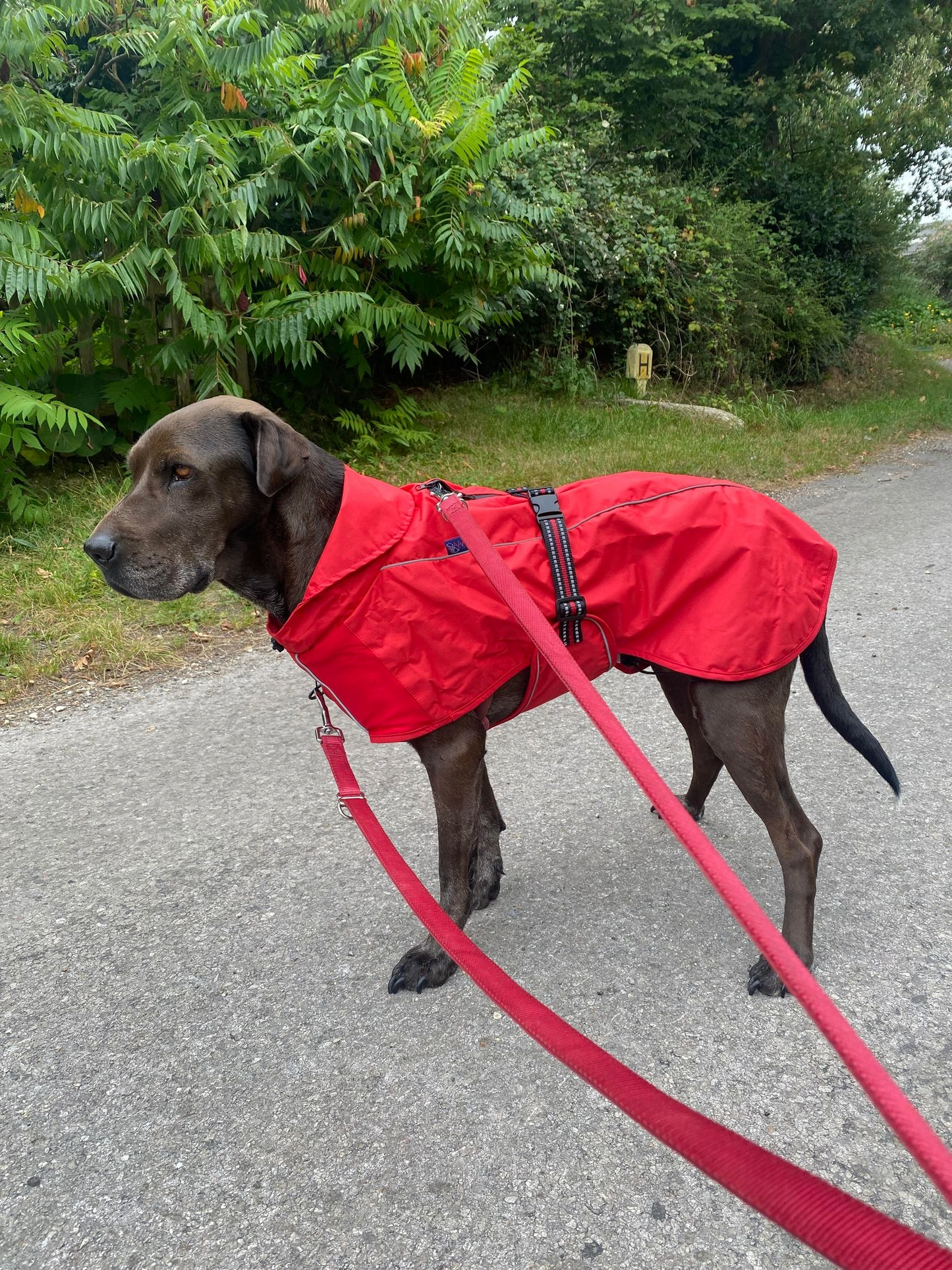 A.A.A. raincoat with top and front harness openings